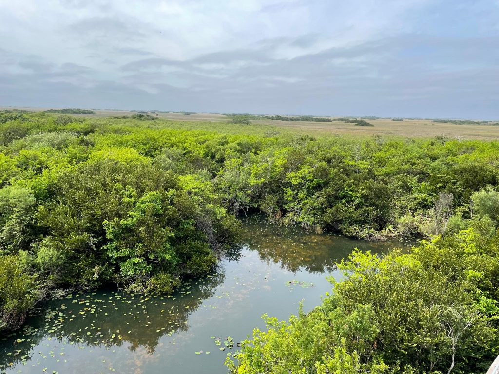Exploring the Everglades National Park: Embark on the Shark Valley Tram Tour